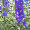 Delphinium Misty Mauves